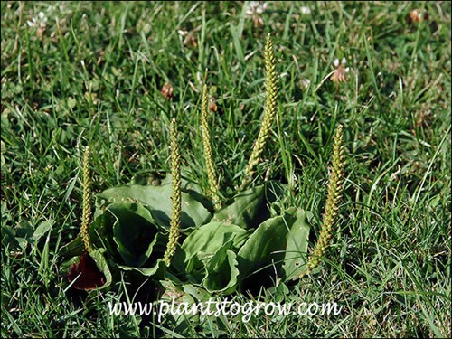 Broadleaf Plantain (Plantago major) 
Plantago growing in the lawn.